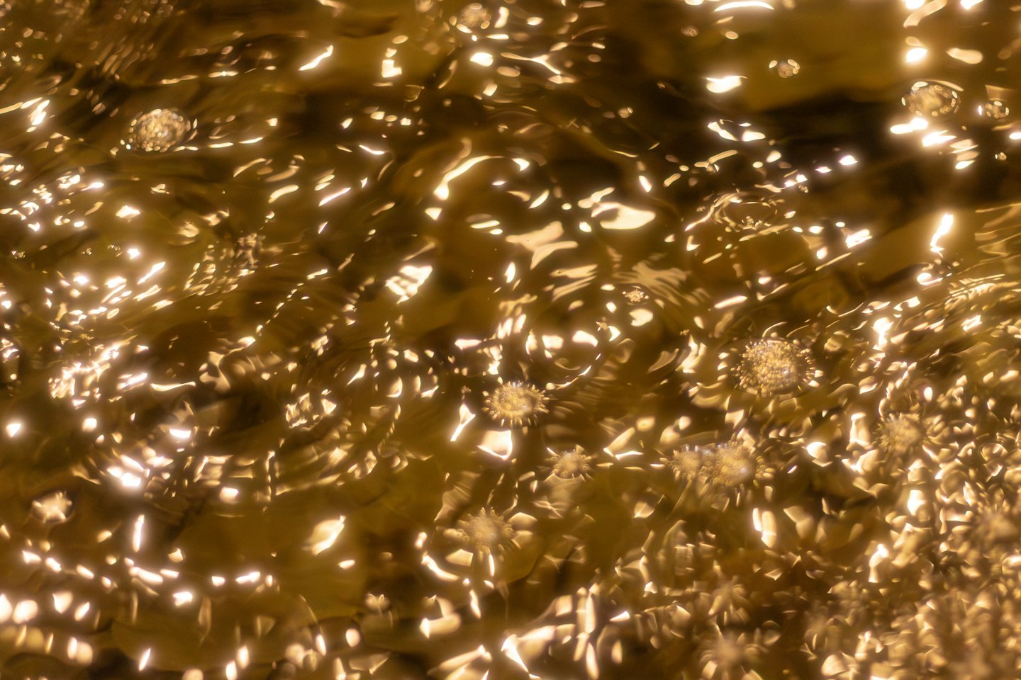 Pequeños objetos espinosos flotan en un líquido ondulante de color dorado.